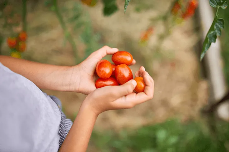 A pair of hands holding freshly picked tomatoes from the vine. 