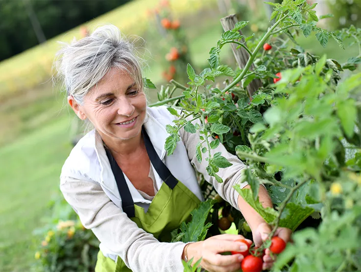 A senior aged woman is gardening. She is pictured holding some ripe tomatoes.
