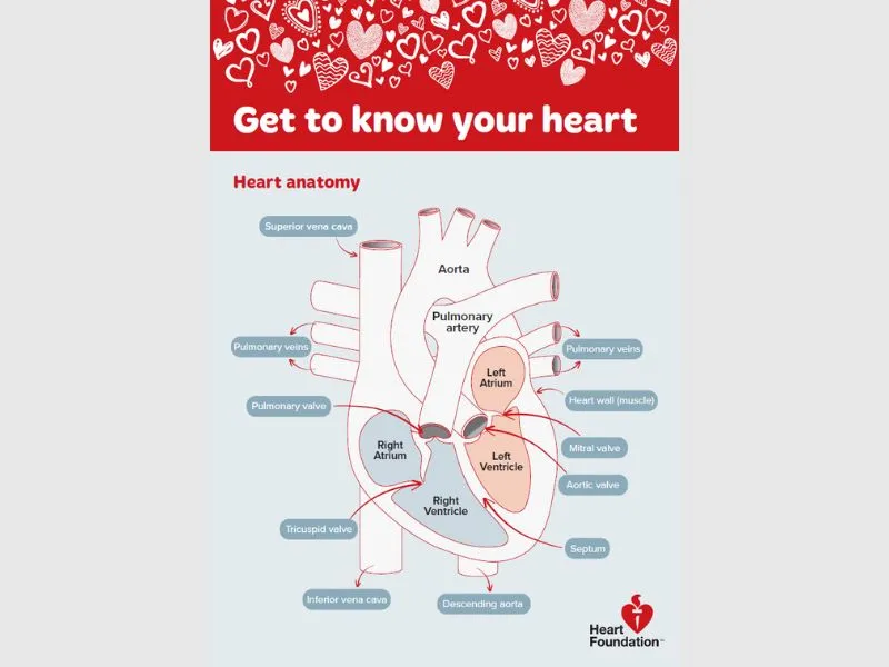 An activity sheet providing an overview of heart anatomy, what the heart does and how to keep your heart healthy. A useful addition to the health, science or nutrition focus areas.
