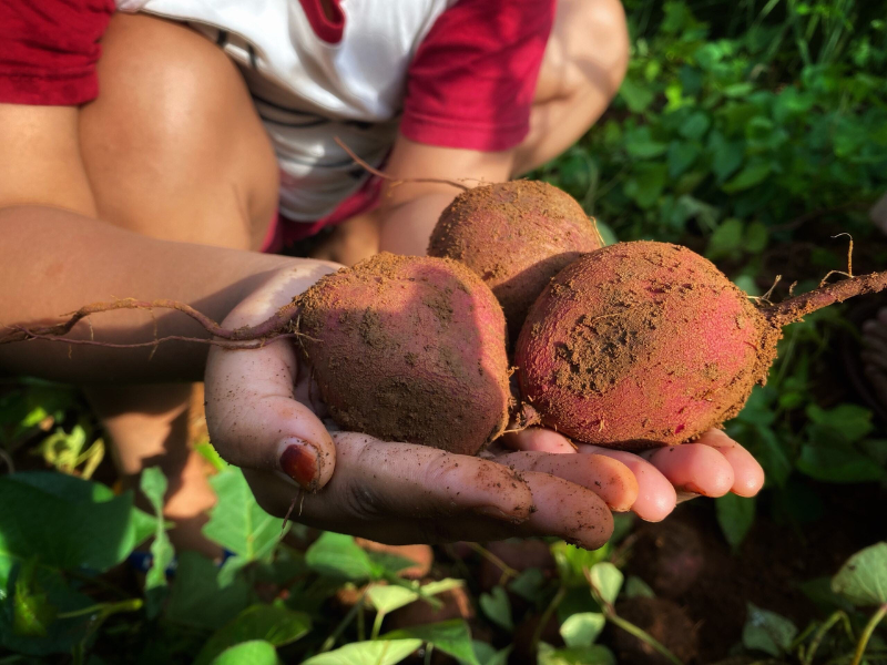Freshly harvested red sweet potatoes held in a child's hand with green foliage in the background.