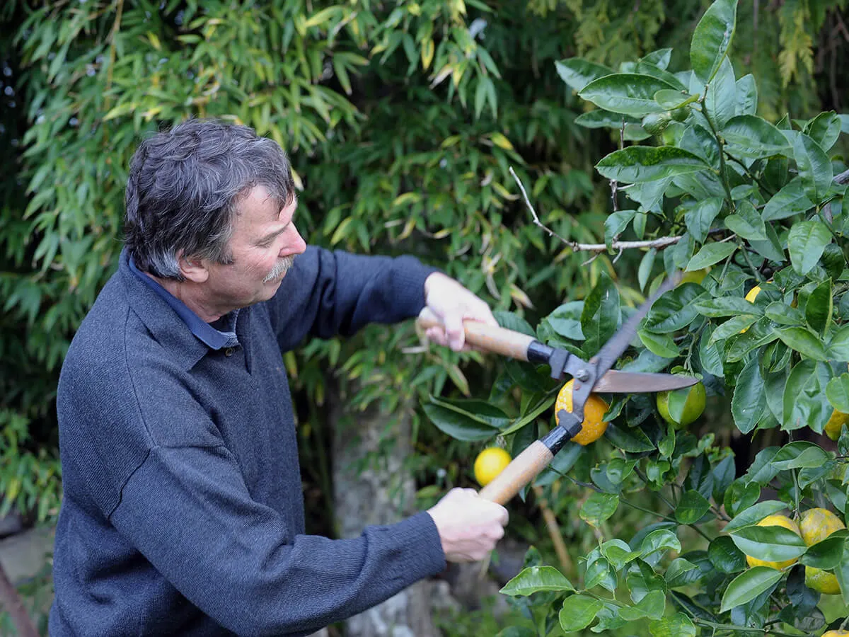 man pruning lemon tree post-heart attack