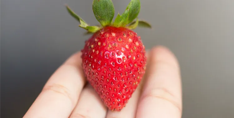 Find out the heart foundation's views on teh 5:2 diet